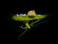   Costasiella sp. Bunodeopsis sharing land algae sp  